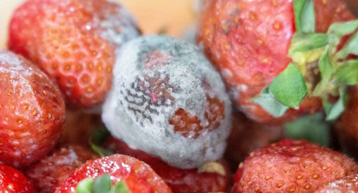 j'ai mangé du moisi que faire